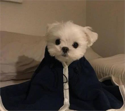 最富的玛尔济斯犬，主人1200万美元让其继承，24小时被保护