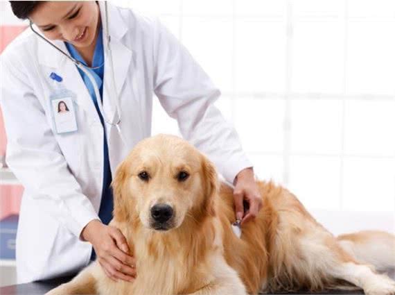 狗狗怀孕期间，主人应该如何照顾？