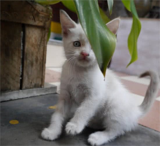 猫狗什么情况下需要洗牙呢？为什么宠物洗牙更贵？存在哪些风险