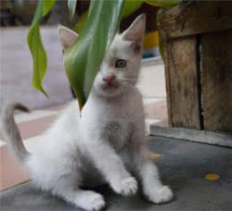 猫狗什么情况下需要洗牙呢？为什么宠物洗牙更贵？存在哪些风险