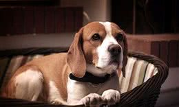 对狗狗来说，这5点是它最大的弱点，你还在触犯它的底线吗？