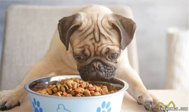 狗狗挑食，怎么纠正？