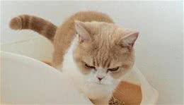 辟谣：小猫天生就去猫砂盆上厕所？幼猫需要这样教才会定点如厕