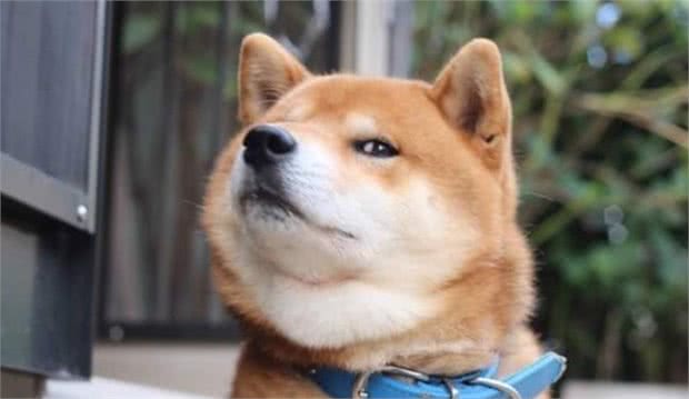 科学长肉：柴犬太瘦了，有哪些“增肥”方法？