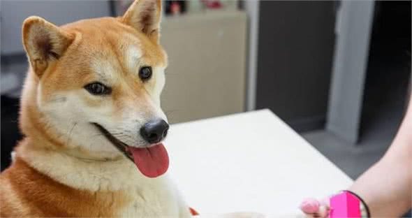 科学长肉：柴犬太瘦了，有哪些“增肥”方法？