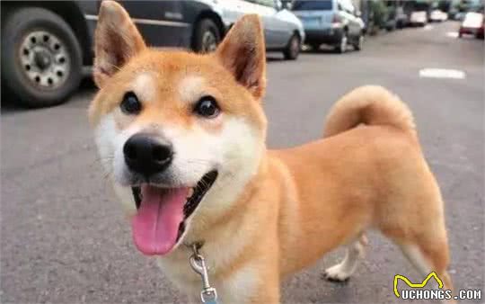 科学长肉：柴犬太瘦了，有哪些“增肥”方法？