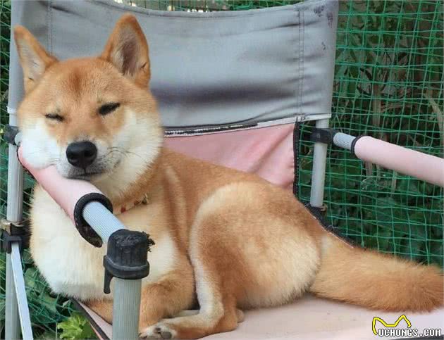 科学长肉：柴犬太瘦了，有哪些“增肥”方法？