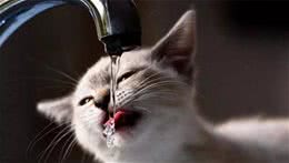 猫狗饮水有何不同，矿泉水和纯水哪个好？健康饮水拒绝养宠误区