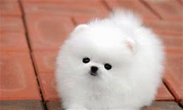 新手养狗手册：一个多月的狗狗吃什么？喂养方法参考