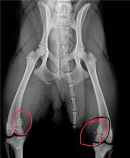 宠物黑幕之手术那点事