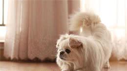 中国名犬—京巴犬，为什么这么少人养？