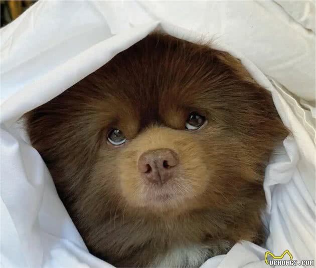 博美犬因体型过大被丢弃，被领养后竟可爱的像只小熊