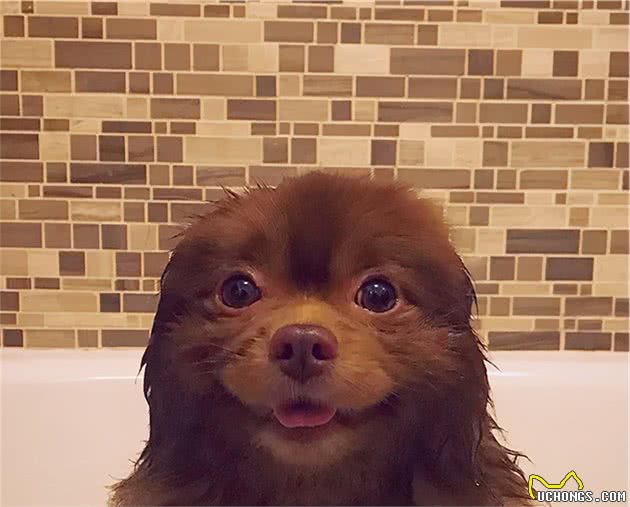 博美犬因体型过大被丢弃，被领养后竟可爱的像只小熊