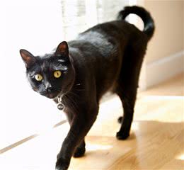 猫咪品种篇：田园短毛猫