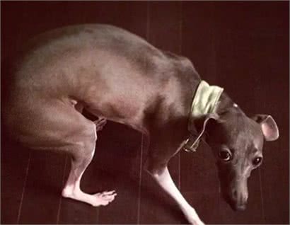 刚到新家的灵缇犬，小心翼翼很害怕人类，却转眼就被小主人收服