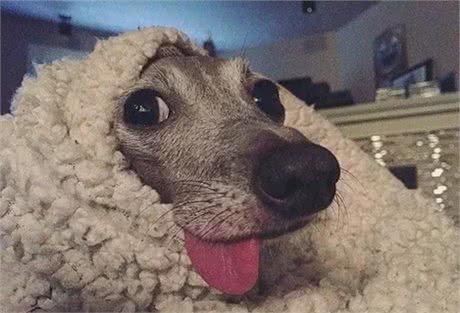 刚到新家的灵缇犬，小心翼翼很害怕人类，却转眼就被小主人收服