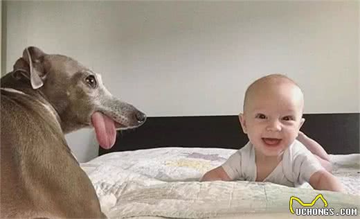 刚到新家的灵缇犬，小心翼翼很害怕人类，却转眼就被小主人收服