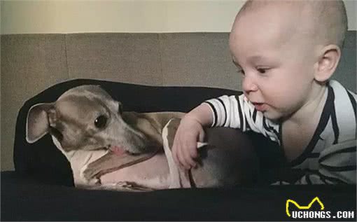 刚到新家的灵缇犬，小心翼翼很害怕人类，却转眼就被小主人收服