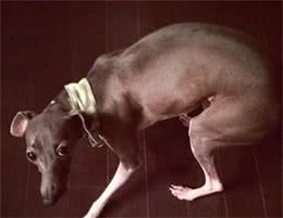 刚到新家的灵缇犬，小心翼翼很害怕人类，却转眼就被小主人收服