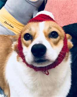 狗狗夏日降温方法