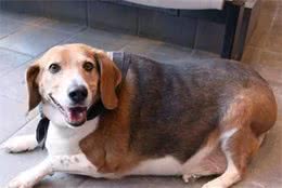 狗狗要么胖要么瘦，如何让狗狗体型更优美？主人要会判断狗狗体型