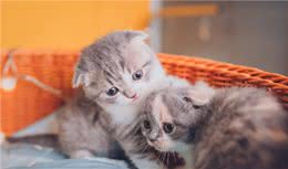 折耳猫—一种从生下来就注定痛苦将会伴随它一生的可怜宠物猫咪