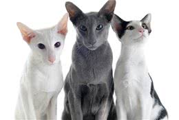 关于猫咪的一些基础知识之“猫的体型”