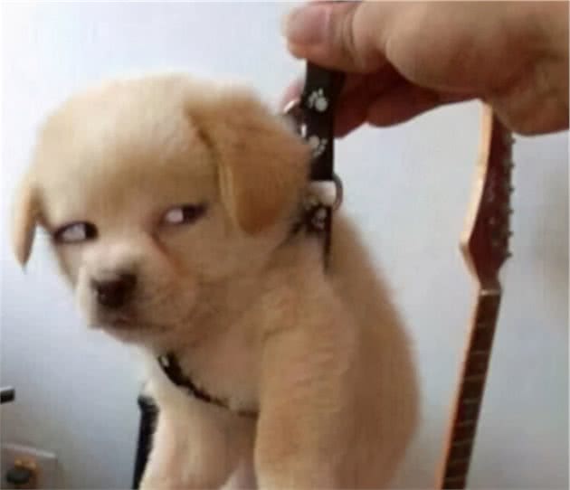 狗狗犯错后的几种表现，网友：简直是戏精上身