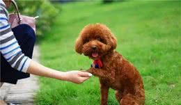 奖励狗狗要恰当，如何有技巧的奖励狗狗呢？