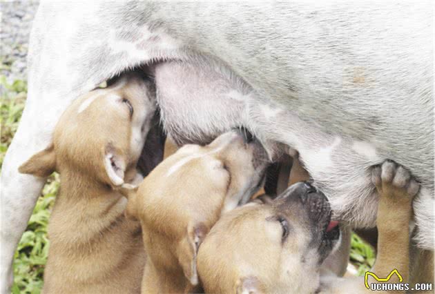 什么是犬乳腺炎？乳腺炎有几种类型？主人要更注意狗狗的产后护理