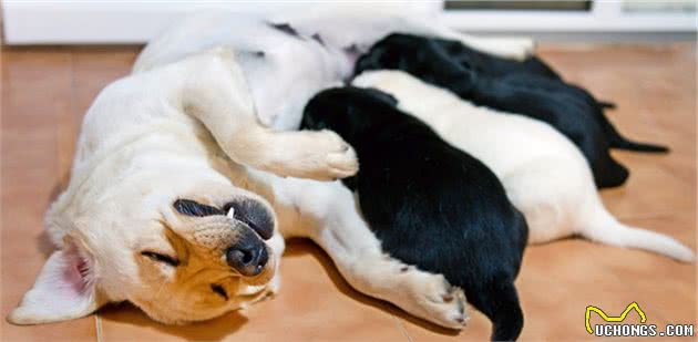 什么是犬乳腺炎？乳腺炎有几种类型？主人要更注意狗狗的产后护理