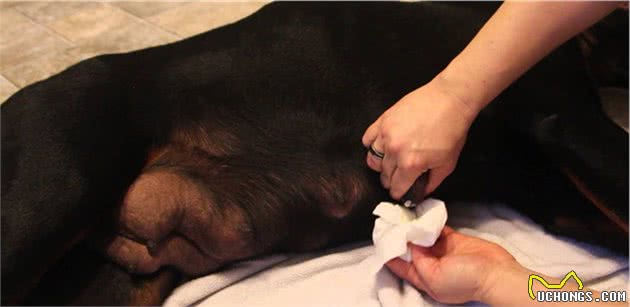什么是犬乳腺炎？乳腺炎有几种类型？主人要更注意狗狗的产后护理
