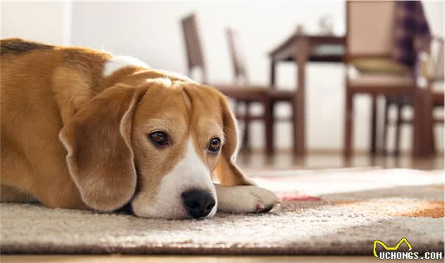 什么是犬乳腺炎？乳腺炎有几种类型？主人要更注意狗狗的产后护理