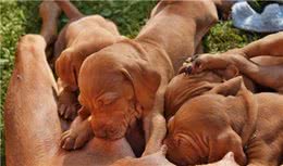 什么是犬乳腺炎？乳腺炎有几种类型？主人要更注意狗狗的产后护理