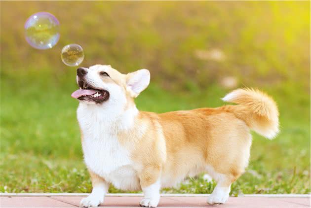 狗狗的10个小秘密，知道的人不多，看你知道几个