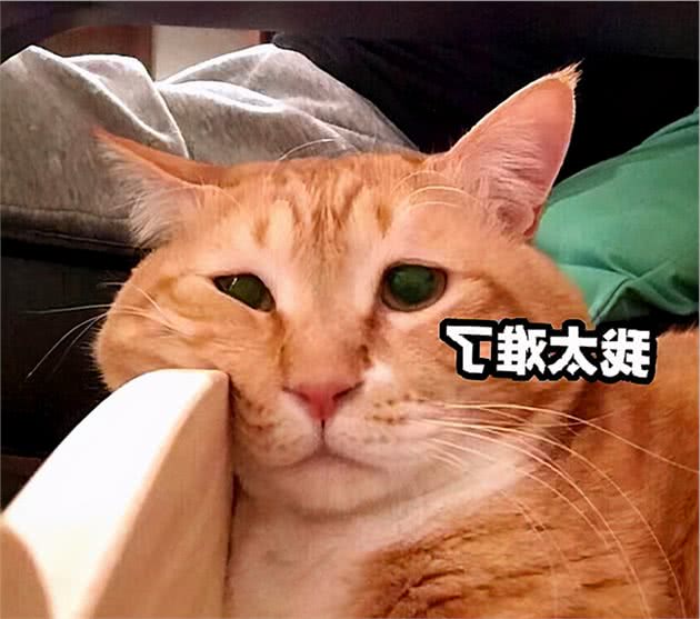 我寻思着猫咪为了凉快能多拼？直到看到了它们