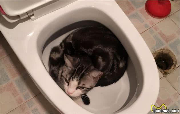 我寻思着猫咪为了凉快能多拼？直到看到了它们
