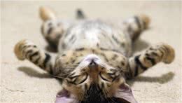 俄罗斯蓝猫性格怎么样？适合家养吗
