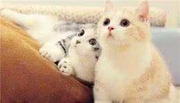 波斯猫的微缩版本迷你波猫，被人们称为“猫中王子”、“王妃”