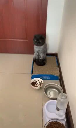 好心帮蓝猫剃毛，回家后却觉得有些自责了：你别这样看着我啊