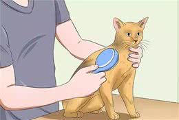 突然发现家里的猫咪呕吐！原因在这