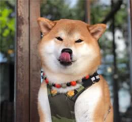 有人说，只要狗狗对着人狂叫就算是咬人？对此你怎么看？