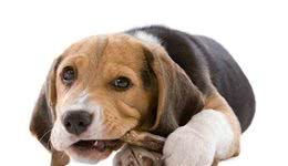 狗狗有分离焦虑和心理压力，别担心，这几样产品可以帮到你