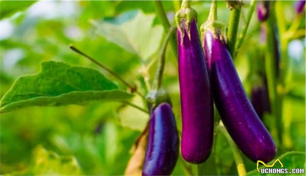 干货：狗狗可以吃的15种人类食物