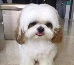 狗狗身上臭臭的，和不洗澡关系不大，这些原因也可导致狗狗变臭