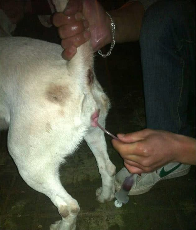 你无法想象繁殖犬的一生是多么的悲惨