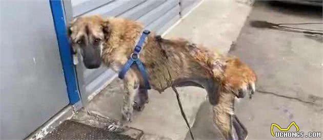 你无法想象繁殖犬的一生是多么的悲惨