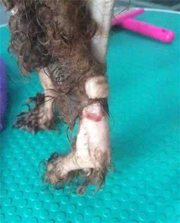 你无法想象繁殖犬的一生是多么的悲惨