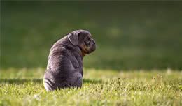 训犬教程-爱犬坐延缓的训练