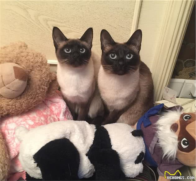 暹罗猫被称为“猫中狗”，因为它有这些特点